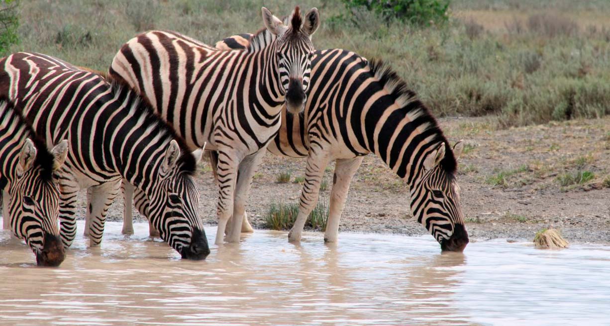 Sudafrica by Willie Carballo