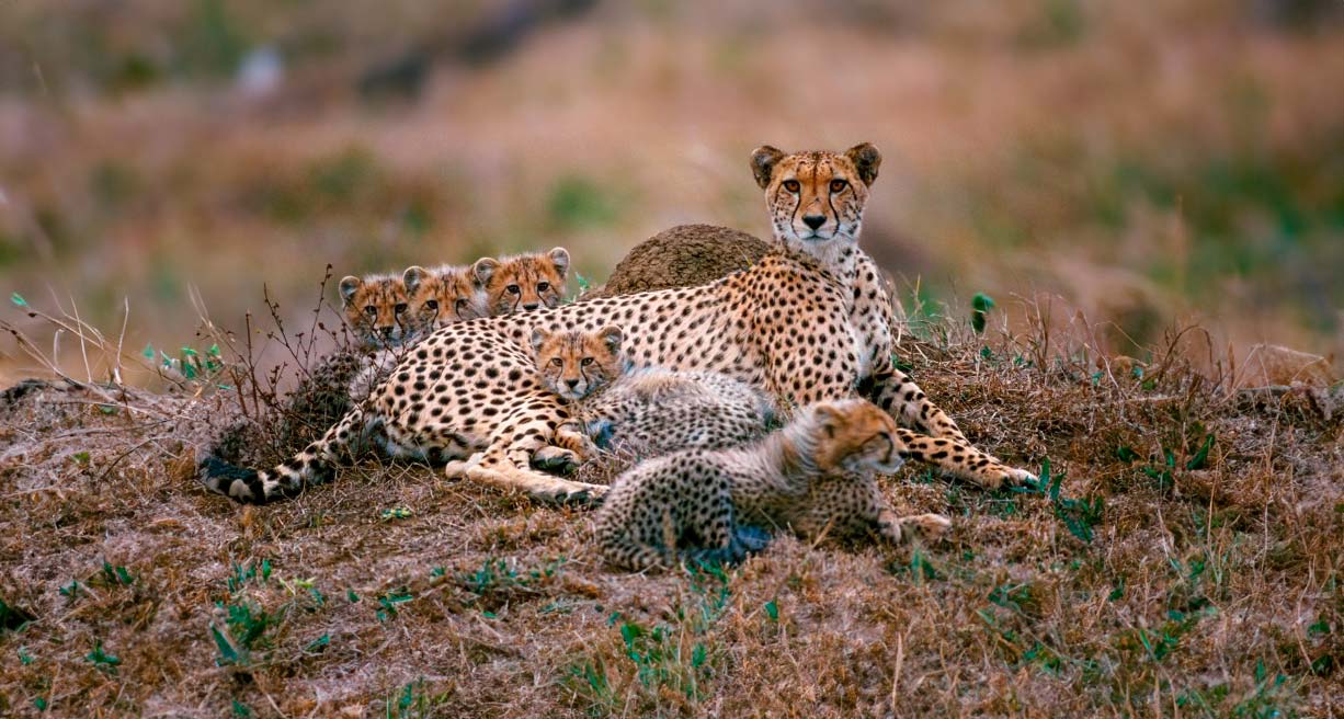 Sudafrica by Willie Carballo