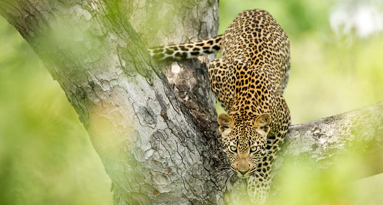 Sudafrica by Willie Carballo