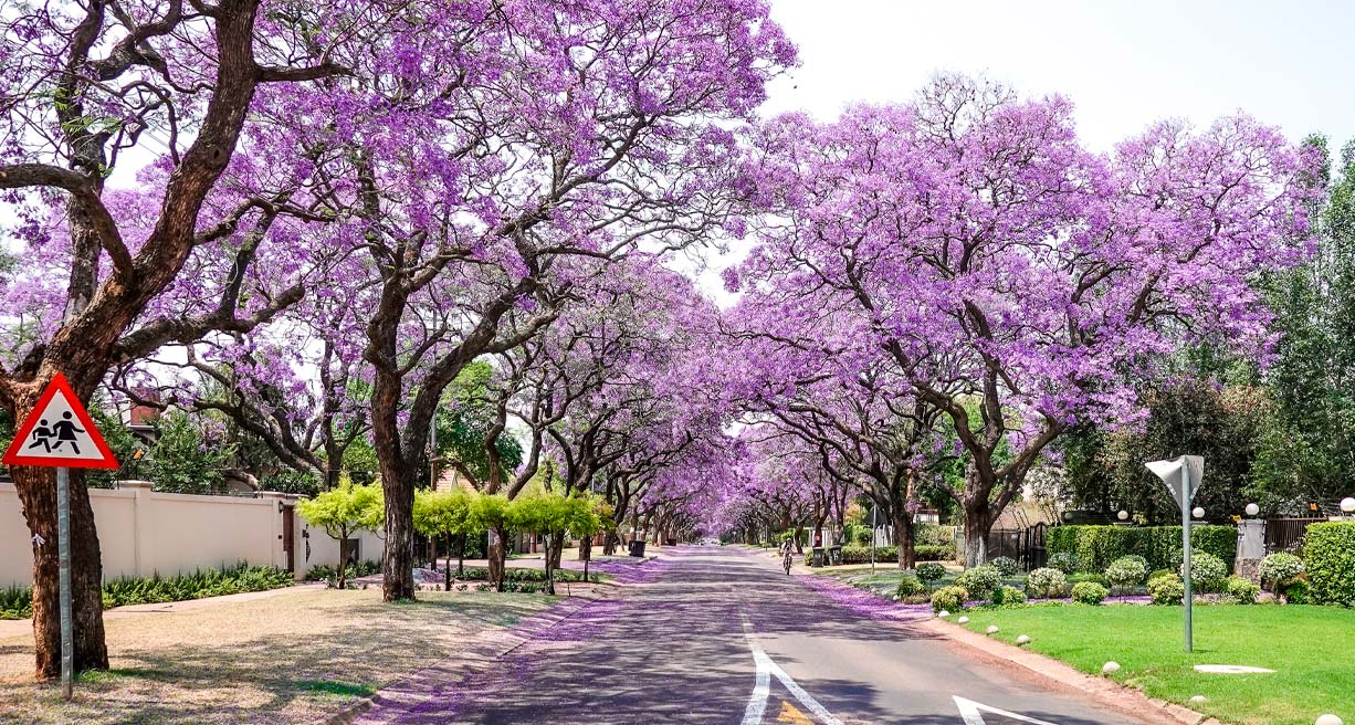 Sudafrica by Willie Carballo