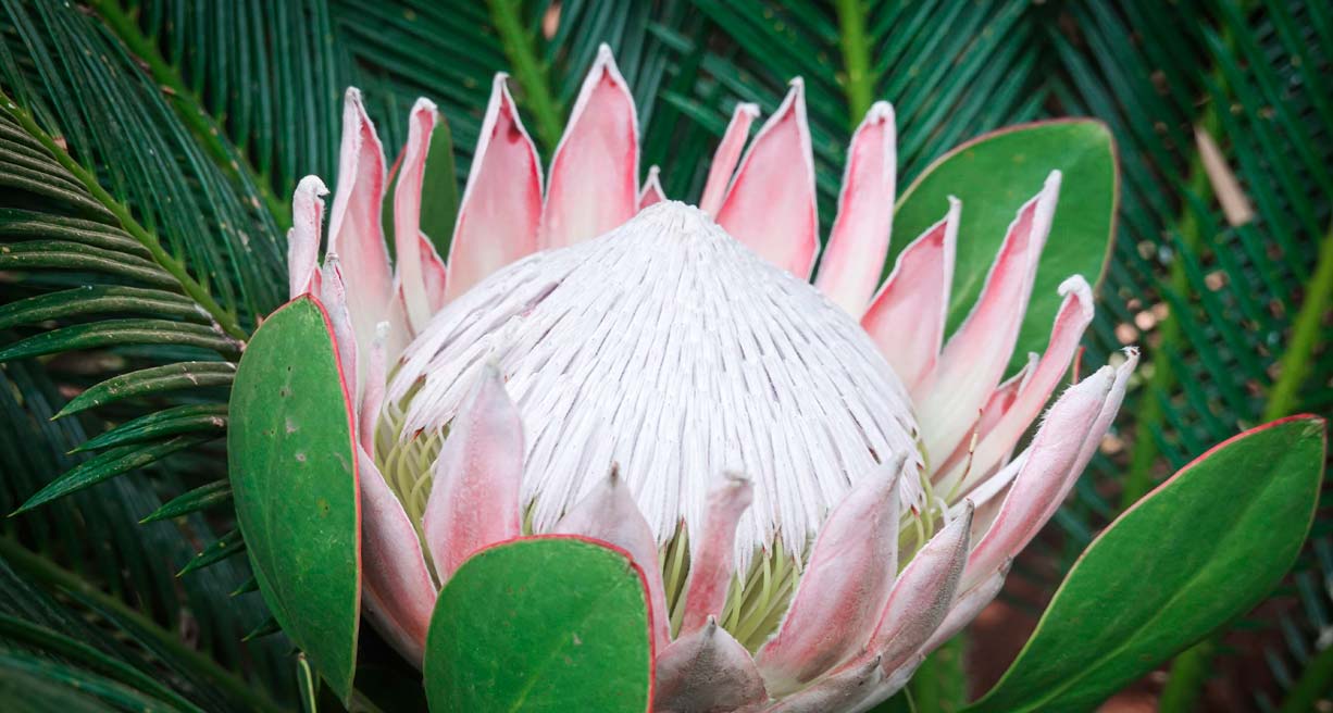 Sudafrica by Willie Carballo