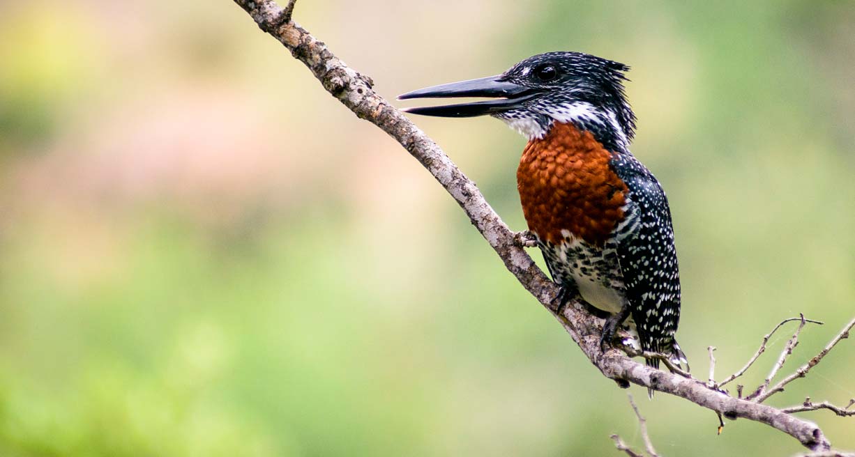 Sudafrica by Willie Carballo